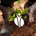 International Fertilizer Industry Association