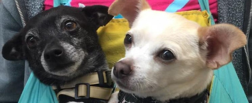 FREDERICKSBURG PET SHOW