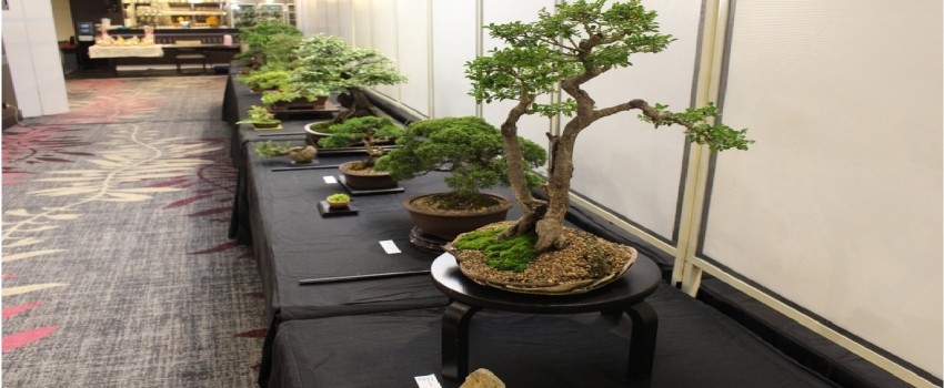 Annual Bonsai Show