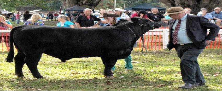 Bellingen Show