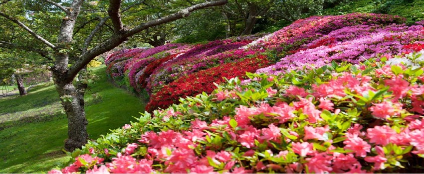 Leura Gardens Festival