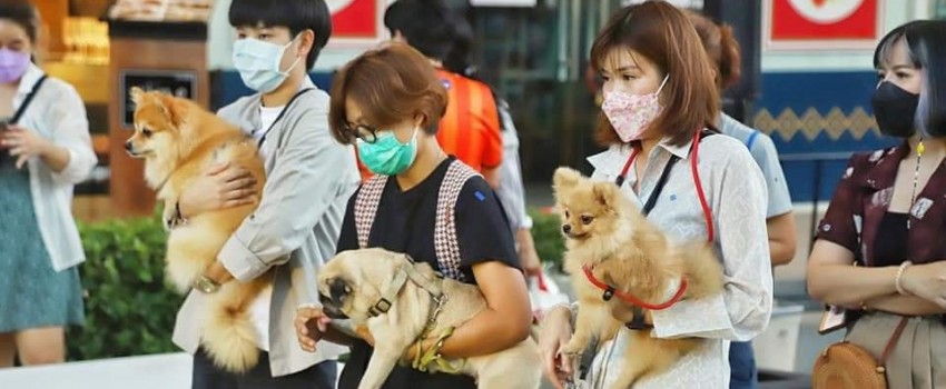 THAILAND INTERNATIONAL DOG SHOW