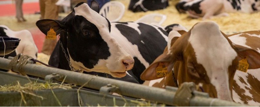 FIERA INTERNAZIONALE DEL BOVINO DA LATTE