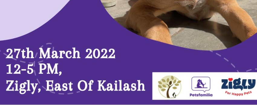 Pet Adoption Camp at Zigly