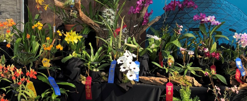 Illinois Orchid Society Meetings & Shows