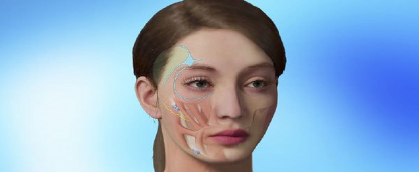 Mendelson Deep Plane Face Lift and Mayo Clinic Aesthetic Facial Contouring Hands-on Surgical Skills