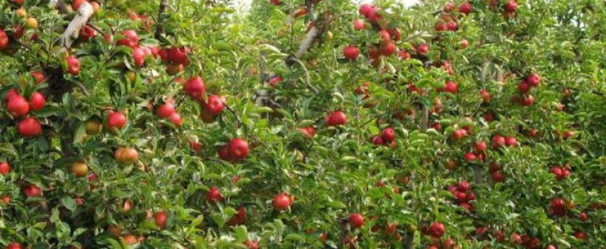 NW Hort Expo