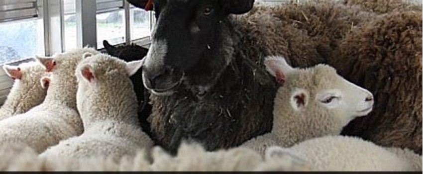 Shepherds Harvest Sheep And Wool Festival