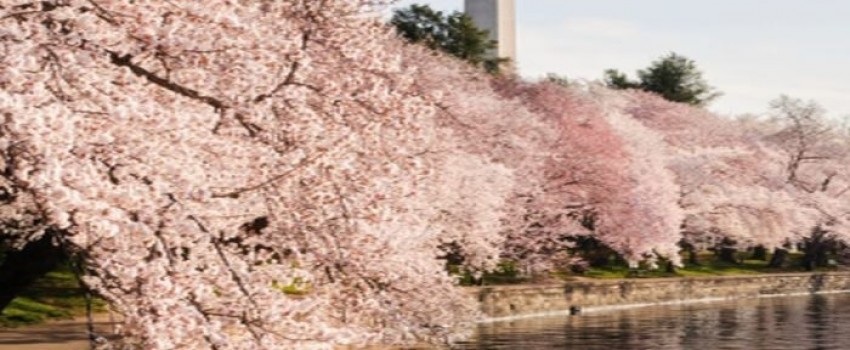 Survival Skills for Today's Gynecologist Spring 2024: Optimize Menopause, Ultrasound, Urogynecology, and Office-based Procedures in Your Practice