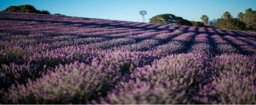 Discovering the Essentials: An Introduction to Aromatherapy with Dr. William MacElroy