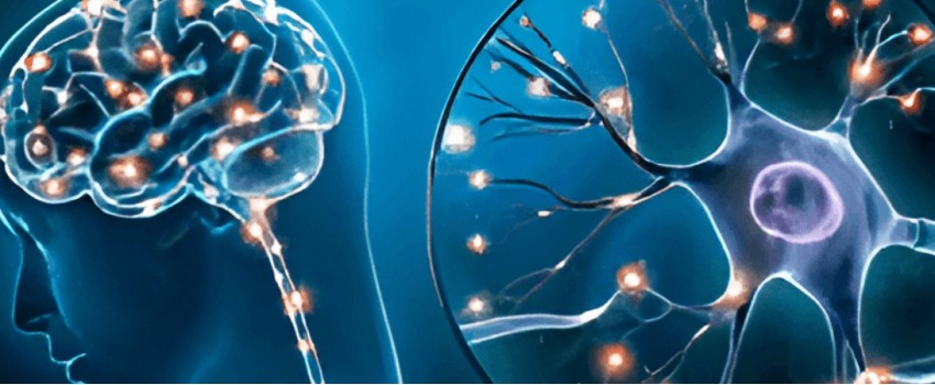 International Conference on Neurology and Neuroscience