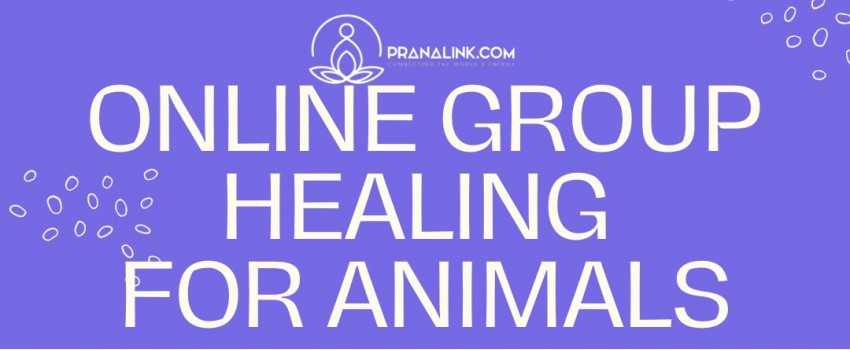 Online Group Healing for Animals