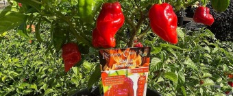 Herb and Chilli Festival