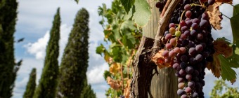 SALONE DEL GUSTO