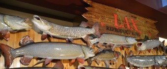 The Muskie Expo