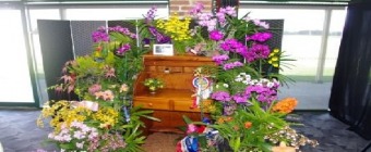Orchid Show