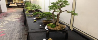 Annual Bonsai Show