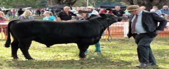 Bellingen Show