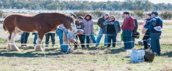 Mudgee Small Farm Field Days