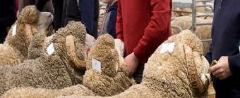 Australian Sheep And Wool Show