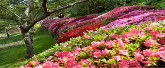 Leura Gardens Festival