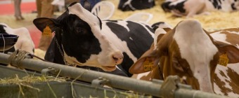 FIERA INTERNAZIONALE DEL BOVINO DA LATTE
