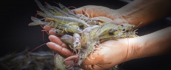 Isle of Eight Flags Shrimp Festival