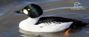 Ducks Unlimited Expo