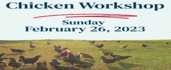 Chicken Workshop