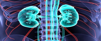 Nephrology and Transplantation for the Clinician Online CME Course