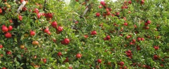 NW Hort Expo
