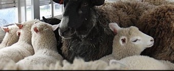 Shepherds Harvest Sheep And Wool Festival