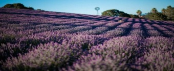 Discovering the Essentials: An Introduction to Aromatherapy with Dr. William MacElroy
