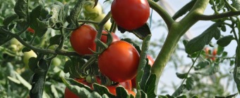 Tomato Sauce Preserving and Canning Workshop with Merrilee Olson at Gold Ridge Organic Farms