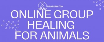 Online Group Healing for Animals