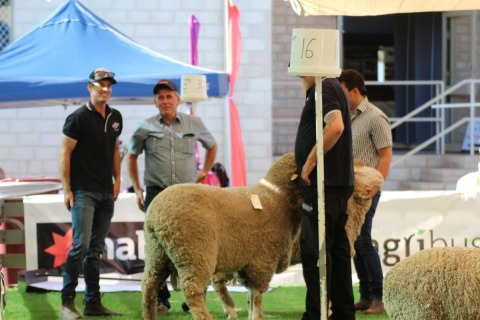 Woolorama Show 2024, Wagin Woolorama