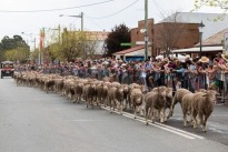 Irish Wool Fest, Irish Wool Fest