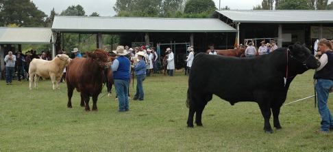 MVS, Moss Vale Show