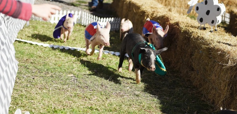 Tocal Field Days, Tocal Field Days