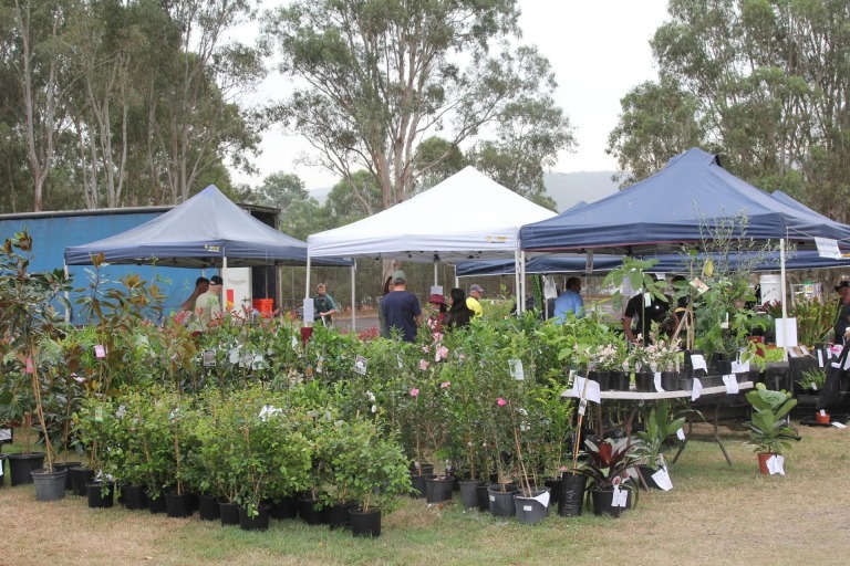 TFD, Tocal Field Days