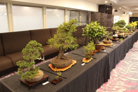 Annual Bonsai Show