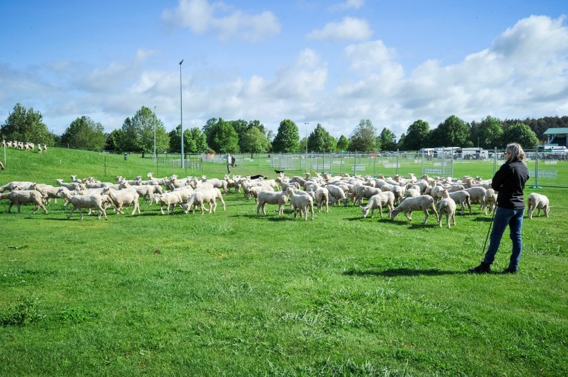 Waikato A&P Show, WAIKATO A&P SHOW