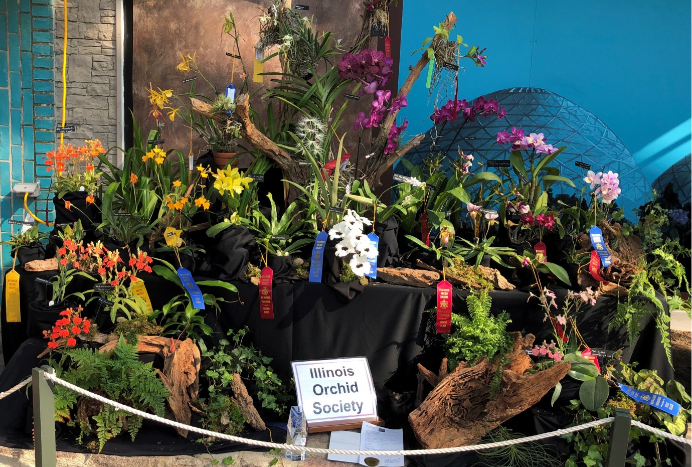 ILLINOIS ORCHID SOCIETY MEETINGS & SHOWS 2023, Illinois Orchid Society Meetings & Shows