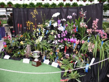 Illinois Orchid Society Meetings & Shows