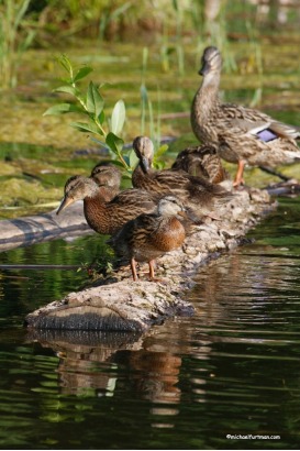 Ducks, Ducks Unlimited Expo