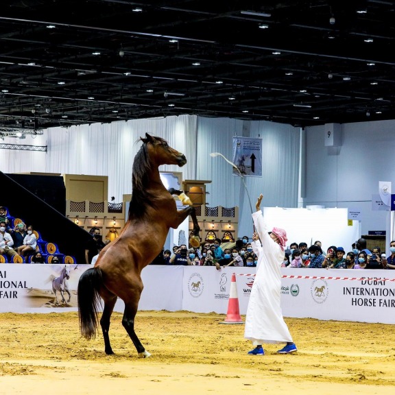 DIHF, DIHF - DUBAI INTERNATIONAL HORSE FAIR
