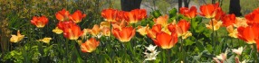 HISTORIC GARDEN WEEK 2023, Historic Garden Week