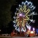 Warren County Fair 2023, Warren County Fair