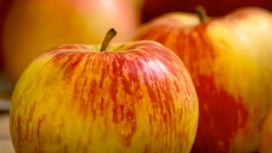 Midwest Fruit Explorers Show  2023, Midwest Fruit Explorers Show 
