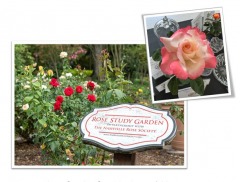 Nashville Rose Society Annual Rose Show 2023, Nashville Rose Society Annual Rose Show